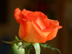 Rose Nice