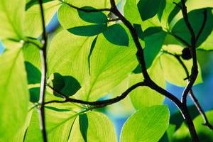 Longhorn Leaf 4074 by wstaylor