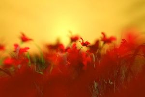 Thumbnail of featured artwork by members: Red Flower