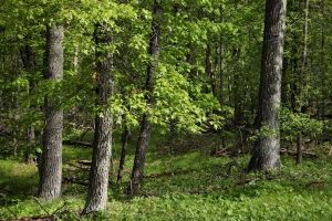 Thumbnail of featured artwork by members: Backwoods