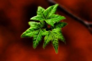 Thumbnail of featured artwork by members: Foliage