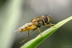 Thumbnail of featured artwork by members: Hoverfly