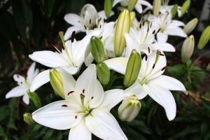 Thumbnail of featured artwork by members: White Lilys