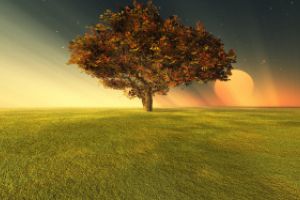 Thumbnail of featured artwork by members: Miracle Tree