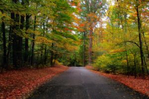 Thumbnail of featured artwork by members: Country Road Oct