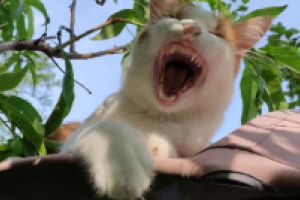 Thumbnail of featured artwork by members: Angry Cat